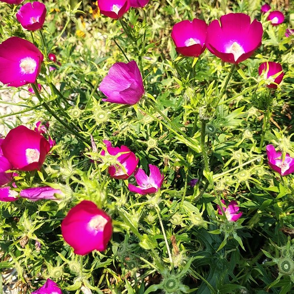 girllovesplants